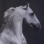 Equus, 2018, Oil on canvas, 48" x 40". Artist: Anne-Marie Kornachuk